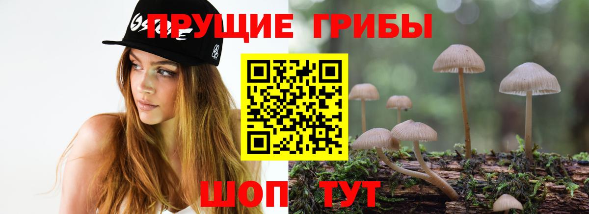 Малоярославец  Псилоцибиновые грибы Psilocybe  Вход с VPN  Псилоцибиновые грибы Psilocybe 